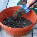 Preparing seeds and soil