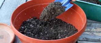 Preparing seeds and soil
