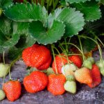 feeding strawberries during flowering, setting berries and fruiting photo 1