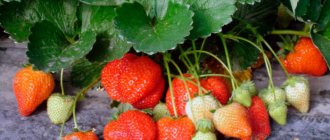 feeding strawberries during flowering, setting berries and fruiting photo 1