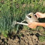 Feeding onions with ammonia: an excellent double-action remedy