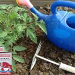 Feeding tomatoes with yeast - vigorous growth and abundant fruiting without chemicals