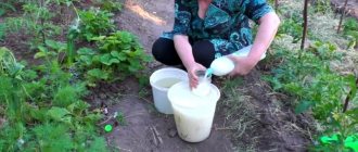 Feeding tomatoes and cucumbers with whey: the benefits of fermented milk product for obtaining a bountiful harvest