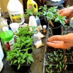 Feeding pepper seedlings