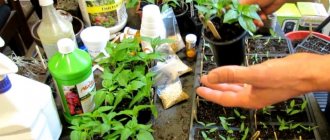 Feeding pepper seedlings