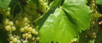 Feeding grapes in spring with chicken droppings and preparing fertilizer