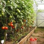 Подкормки томатов в теплице из поликарбоната для высокого и качественного урожая