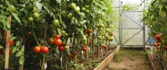 Feeding tomatoes in a polycarbonate greenhouse for high and high-quality yields