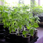 Illumination of tomato seedlings and their daylight hours. Select time, spectrum and lamp 