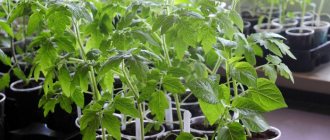 Illumination of tomato seedlings and their daylight hours. Select time, spectrum and lamp 