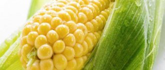 Healthy corn