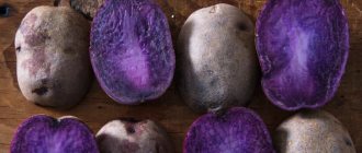 Полезные свойства, особенности выращивания и описание фиолетового сорта картофеля