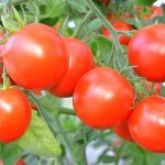 Useful fertilizers for tomatoes in open ground