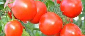 Useful fertilizers for tomatoes in open ground