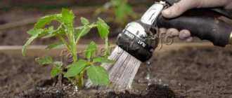 Watering watermelons at the root can be done at any convenient time.