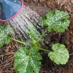 Watering zucchini in open ground: how often and how much