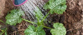 Watering zucchini in open ground: how often and how much