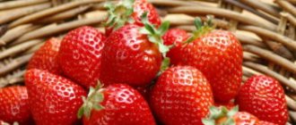 Watering strawberries during flowering and fruiting: how to properly set up drip irrigation under covering material?