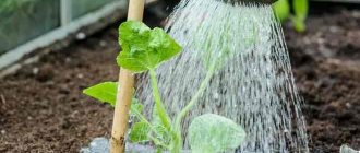 Watering cucumbers