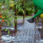 Watering a tomato
