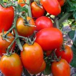 &#39;We get maximum yield with minimal effort - tomato &quot;Lazy Man&#39;s Miracle&quot;&#39; width=&quot;800
