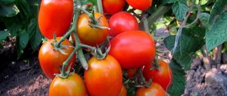 'Получаем максимальный урожай при минимальных затратах сил - томат "Чудо лентяя"' width="800