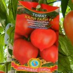 &#39;We get a record harvest with the &quot;Hali Gali&quot; tomato: life hacks for gardeners and basic rules for caring for a hybrid&#39; width=&quot;800