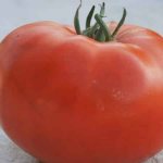 &#39;A giant tomato, the size of its fruit is amazing - we grow our own tomato &quot;Miracle of the Garden&quot;&#39; width=&quot;800