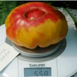Tomato Mystery of nature on the scales