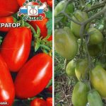 Emperor tomatoes