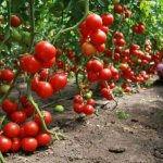 Tomatoes are unpretentious to soil