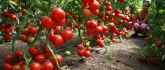 Tomatoes are unpretentious to soil