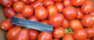 Cream tomatoes. Varieties for open ground, photo 