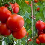 Tomatoes grown in open ground are more aromatic and tastier