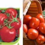 Yaki tomatoes