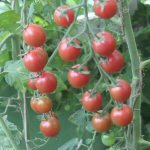 &#39;A popular and beloved variety of sweet and sour cherry tomatoes: the Japanese brush tomato