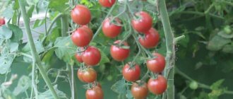 &#39;A popular and beloved variety of sweet and sour cherry tomatoes: the Japanese brush tomato