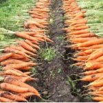 Пора прореживать морковь