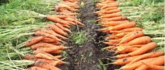 Пора прореживать морковь