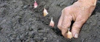 Planting garlic for the winter