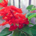 Planting and caring for salvia in the garden