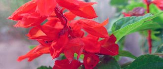 Planting and caring for salvia in the garden