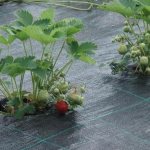 Planting strawberries on spunbond