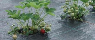 Planting strawberries on spunbond