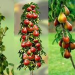 Посадка колоновидной груши: советы по выращиванию урожайных сортов