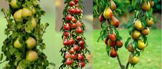Planting a columnar pear: tips for growing productive varieties