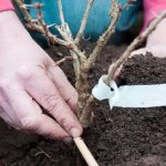 Planting a gooseberry bush