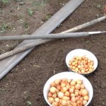 planting onions in autumn