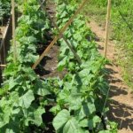 Planting cucumbers: a guide for beginners and the secrets of the first successful harvest