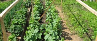 Planting cucumbers: a guide for beginners and the secrets of the first successful harvest